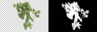 Kolaj için izole edilmiş 3d ağaç oluşturucu, alfa kanalı