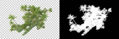Kolaj için izole edilmiş 3d ağaç oluşturucu, alfa kanalı