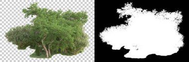 Kolaj için izole edilmiş 3d ağaç oluşturucu, alfa kanalı