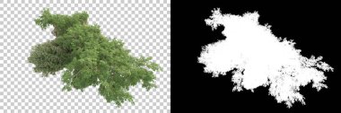 Kolaj için izole edilmiş 3d ağaç oluşturucu, alfa kanalı