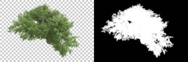 Yeşil orman, şeffaf arka planda maskeyle izole edilmiş. 3d görüntüleme - illüstrasyon