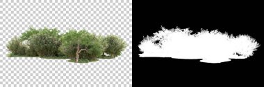 Yeşil orman, şeffaf arka planda maskeyle izole edilmiş. 3d görüntüleme - illüstrasyon