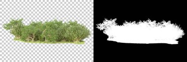 Yeşil orman, şeffaf arka planda maskeyle izole edilmiş. 3d görüntüleme - illüstrasyon