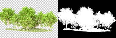 Yeşil orman, şeffaf arka planda maskeyle izole edilmiş. 3d oluşturma 