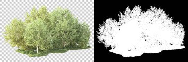 Yeşil orman, şeffaf arka planda maskeyle izole edilmiş. 3d oluşturma 