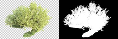 Yeşil orman, şeffaf arka planda maskeyle izole edilmiş. 3d oluşturma 