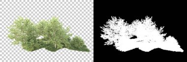 Yeşil orman, şeffaf arka planda maskeyle izole edilmiş. 3d oluşturma 