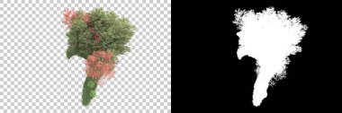 Şeffaf arka planda maskeli ağaçlar. 3D görüntüleme. Doğa                           