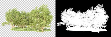 Şeffaf arka planda maskeli ağaçlar. 3D görüntüleme. Doğa                           
