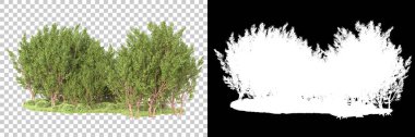 Şeffaf arka planda maskeli ağaçlar. 3D görüntüleme. Doğa                           