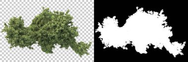 Şeffaf arka planda maskeli ağaçlar. 3D görüntüleme. Doğa                           