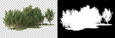 Şeffaf arka planda maskeli ağaçlar. 3D görüntüleme. Doğa                           