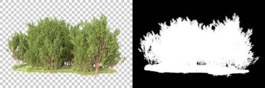 Şeffaf arka planda maskeli ağaçlar. 3D görüntüleme. Doğa                           