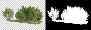 Şeffaf arka planda maskeli ağaçlar. 3D görüntüleme. Doğa                           