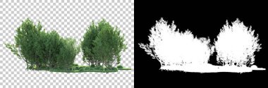 Şeffaf arka planda maskeli ağaçlar. 3D görüntüleme. Doğa                           