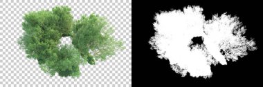 Şeffaf arka planda maskeli ağaçlar. 3D görüntüleme. Doğa                           