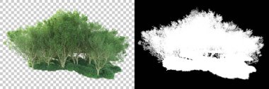 Şeffaf arka planda maskeli ağaçlar. 3D görüntüleme. Doğa                           