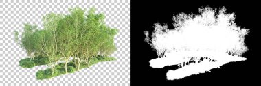 Şeffaf arka planda maskeli ağaçlar. 3D görüntüleme. Doğa                           