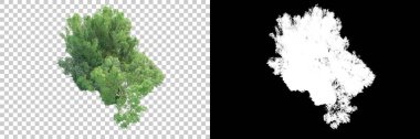 Maskeli, şeffaf arka planda yeşil ağaçlar. 3D görüntüleme. Doğa                           