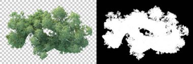 Maskeli, şeffaf arka planda yeşil ağaçlar. 3D görüntüleme. Doğa                           