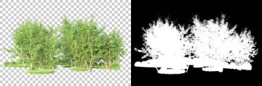 Maskeli, şeffaf arka planda yeşil ağaçlar. 3D görüntüleme. Doğa                           