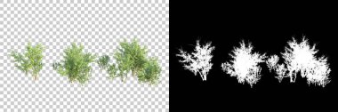 Şeffaf arka planda maskeli ağaçlar. 3D görüntüleme. Doğa                           
