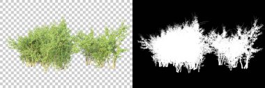 Şeffaf arka planda maskeli ağaçlar. 3D görüntüleme. Doğa                           