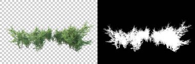 Şeffaf arka planda maskeli ağaçlar. 3D görüntüleme. Doğa                           