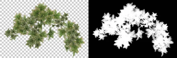 Palmiyeli tropikal orman manzarası