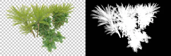 Palmiyeli tropikal orman manzarası