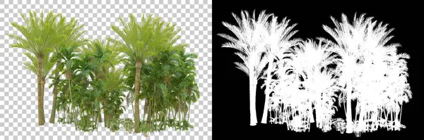 Palmiyeli tropikal orman manzarası