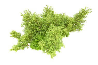 Beyaz arka planda yeşil ağaçlar. 3D görüntüleme. Doğa