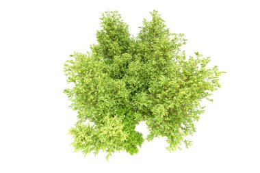 Beyaz arka planda yeşil ağaçlar. 3D görüntüleme. Doğa