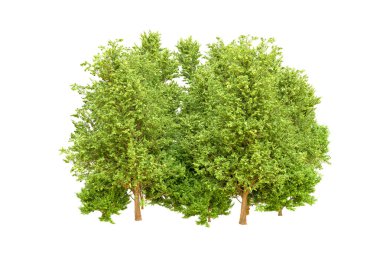 Beyaz arka planda yeşil ağaçlar. 3D görüntüleme. Doğa