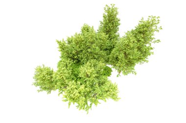 Beyaz arka planda yeşil ağaçlar. 3D görüntüleme. Doğa
