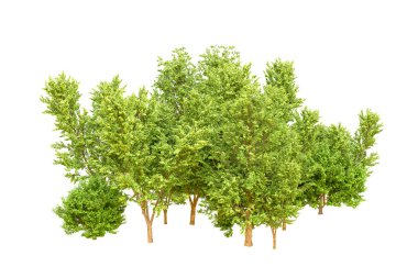 Beyaz arka planda yeşil ağaçlar. 3D görüntüleme. Doğa