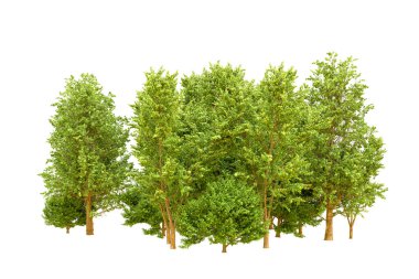 Beyaz arka planda yeşil ağaçlar. 3D görüntüleme. Doğa