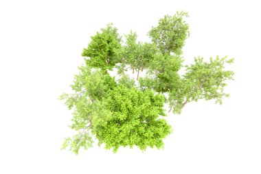 Beyaz arka planda yeşil ağaçlar. 3D görüntüleme. Doğa
