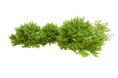 Beyaz arka planda yeşil ağaçlar. 3D görüntüleme. Doğa