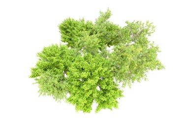Beyaz arka planda yeşil ağaçlar. 3D görüntüleme. Doğa