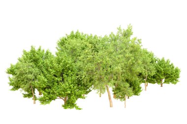 Beyaz arka planda yeşil ağaçlar. 3D görüntüleme. Doğa