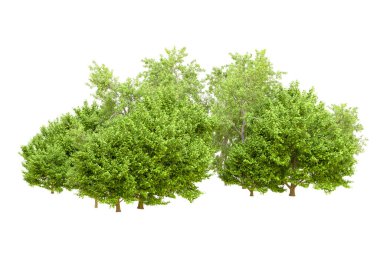 Beyaz arka planda yeşil ağaçlar. 3D görüntüleme. Doğa