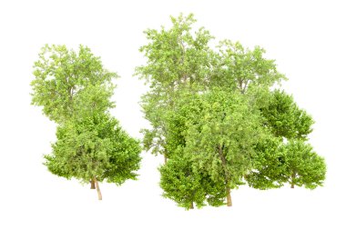 Beyaz arka planda yeşil ağaçlar. 3D görüntüleme. Doğa