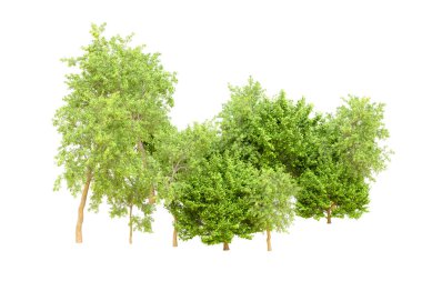 Beyaz arka planda yeşil ağaçlar. 3D görüntüleme. Doğa