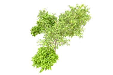 Beyaz arka planda yeşil ağaçlar. 3D görüntüleme. Doğa