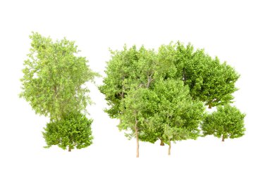 Beyaz arka planda yeşil ağaçlar. 3D görüntüleme. Doğa