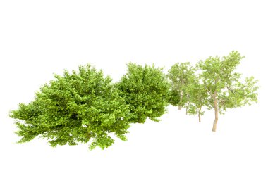 Beyaz arka planda yeşil ağaçlar. 3D görüntüleme. Doğa