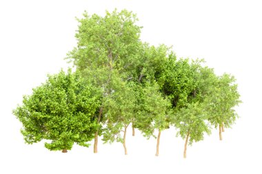 Beyaz arka planda yeşil ağaçlar. 3D görüntüleme. Doğa