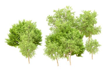 Beyaz arka planda yeşil ağaçlar. 3D görüntüleme. Doğa