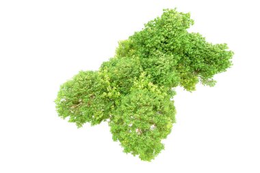 Beyaz arka planda yeşil ağaçlar. 3D görüntüleme. Doğa